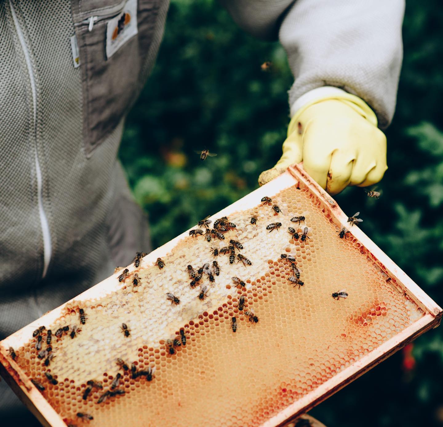 abejas